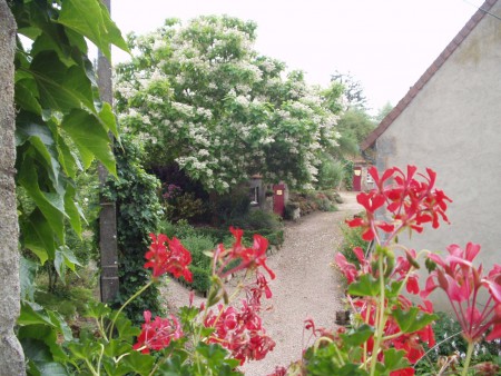 Catalpa in volle tooi